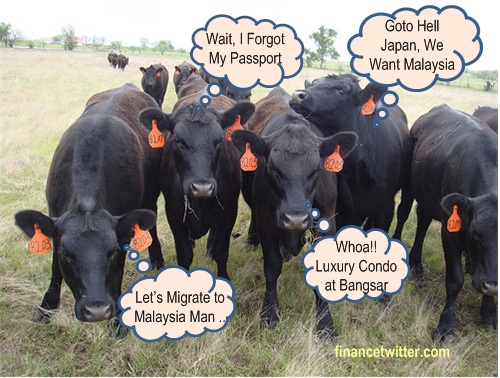 Japan Wagyu Cattle Migrate To Malaysia
