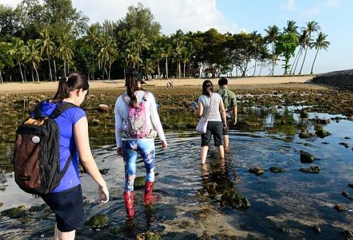 Singapore Marine Park - Sisters' Islands - Guided Walk