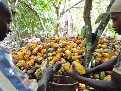 Cocoa Plantation