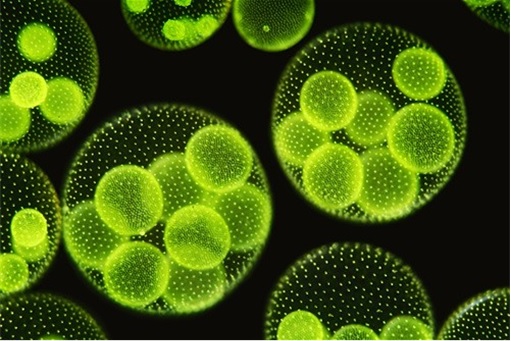 Virus Causes Stupidity - Green Algae