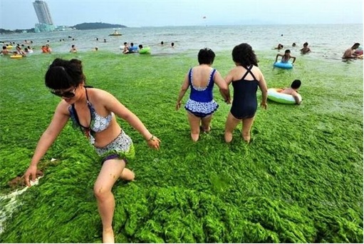 Virus Causes Stupidity - Swimming in Algae