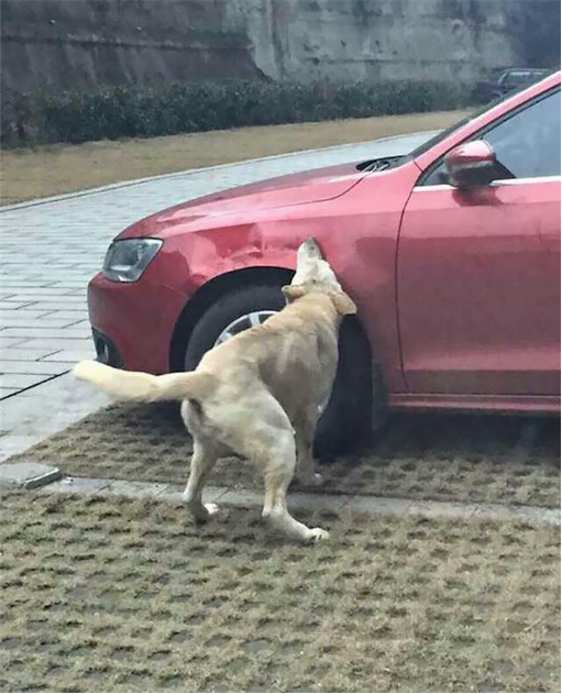 Dog Chews Volkswagon Jetta - China