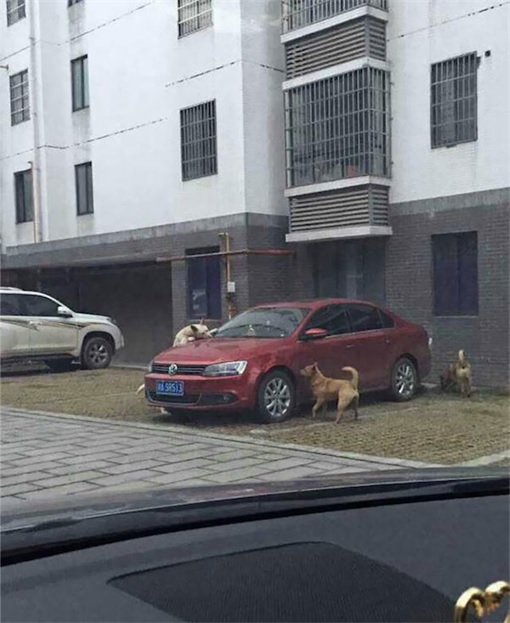 Dog Chews Volkswagon Jetta Wipers - China