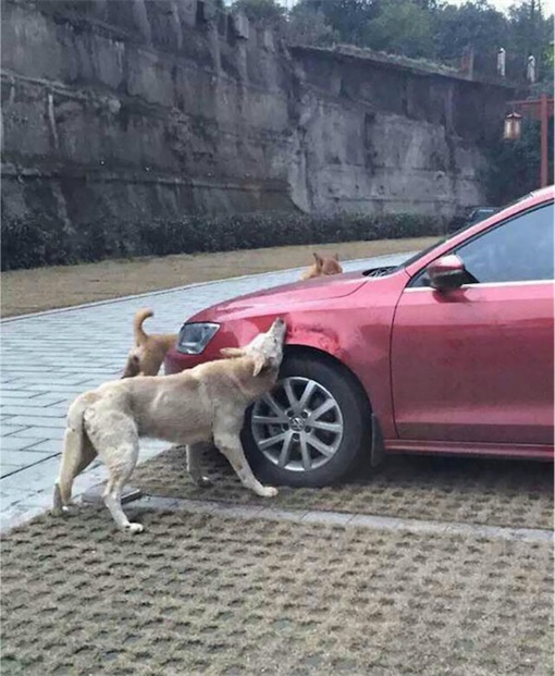 Dog Chews Volkswagon Jetta with buddies - China