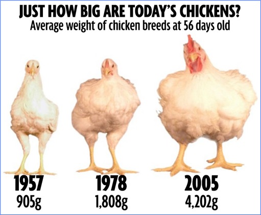 Chicken Size Changes - 1957 - 1978 - 2005