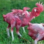 KFC Chickens With Six Wings & Eight Legs, Anyone?