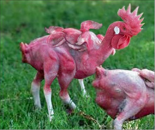 KFC China - Rumour Chickens With Six Wings & Eight Legs