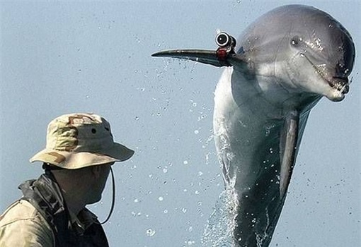 Dolphin Spy with Camera
