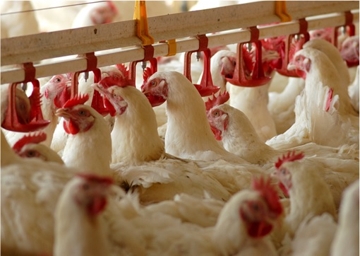 Malaysia Poultry Sector - Chickens