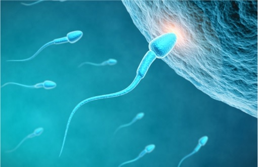Trouble Conceiving - Sperm Meets Egg