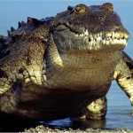 New Recruits For Indonesian Prison - Deadly Incorruptible Crocodiles