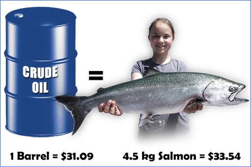 Norway - One Barrel Oil Cheaper Than One 4.5-kg Salmon Fish