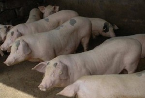 Fiery Cross Reef in South China Sea - Pig Farm