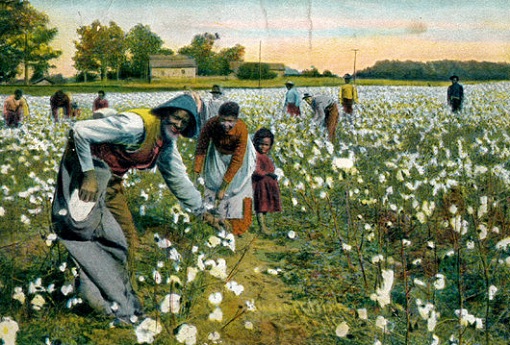 American Slaves Working In Cotton Fields - Slavery