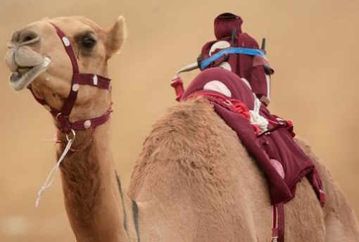 Islam - Sex On Back of Camel