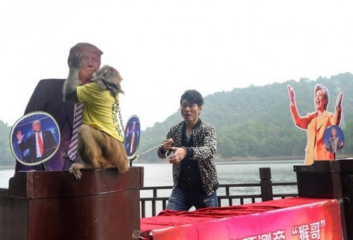 chinese-monkey-in-china-kisses-donald-trump-predicts-win-in-presidential-election