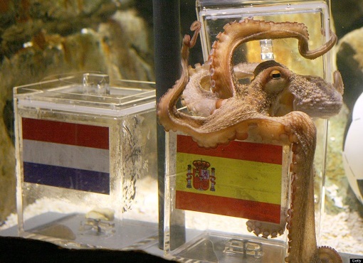 paul-the-octopus-choosing-between-spain-and-netherlands-fifa-world-cup-2010