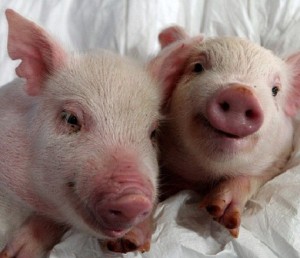 Human Organ Transplant - Pigs