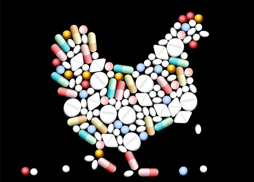 Chicken Poultry on Antibiotics and Drugs