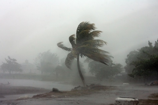 Hurricane Irma - Tree Being Blown