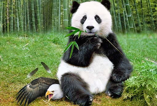 China Has Overtaken US as World Largest Economy - Panda Sits On Eagle