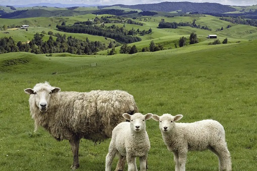 New Zealand -Sheeps