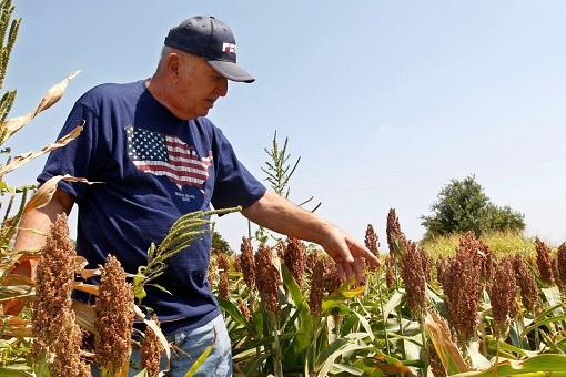 American Sorghum Farmer