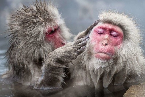 President Donald Trump Wipes Dandruff Off President Emmanuel Macron Shoulder - Primate Grooming