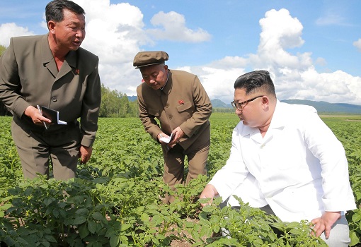 Kim Jong Un Inspects Potato Plants in Samjiyon County