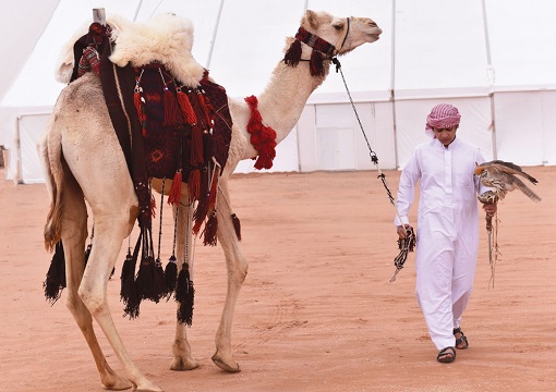 Middle East Camel