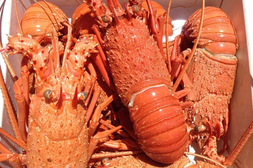 Australia Rock Lobster