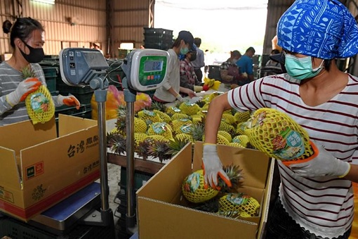 China Bans Taiwan Pineapple - Packing