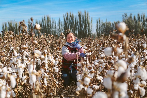 Xinjiang Cotton