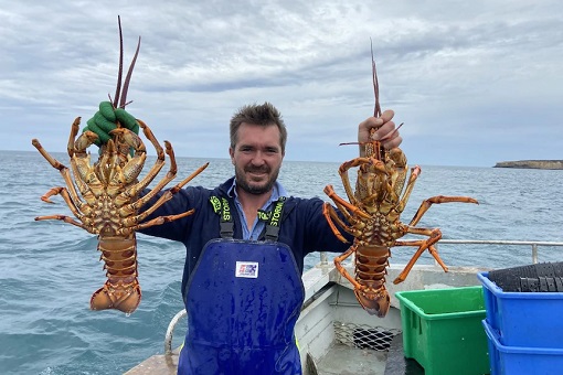 Australia Rock Lobster - Fisherman Simon Nash