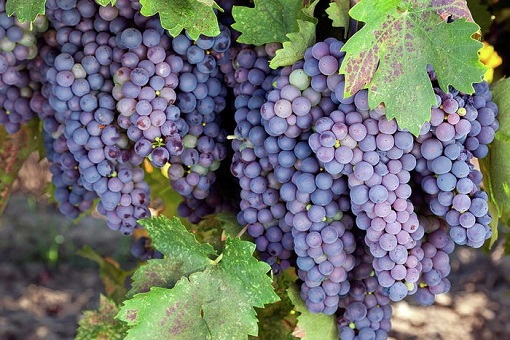 Wine Grape