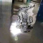 When Lizard Enters Home & Crocodile Swims In Police Station - Weather Forecasts 