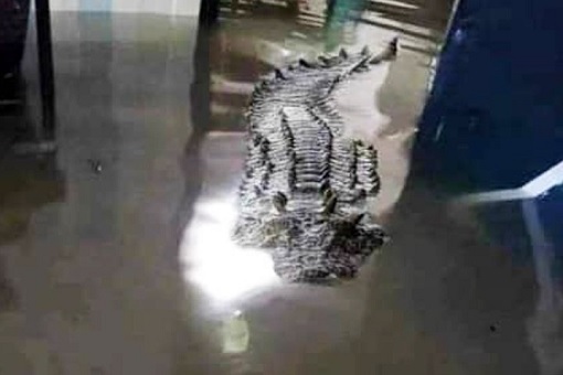 Malaysia Flood - 18 December 2021 - Crocodile Swimming In Police Station