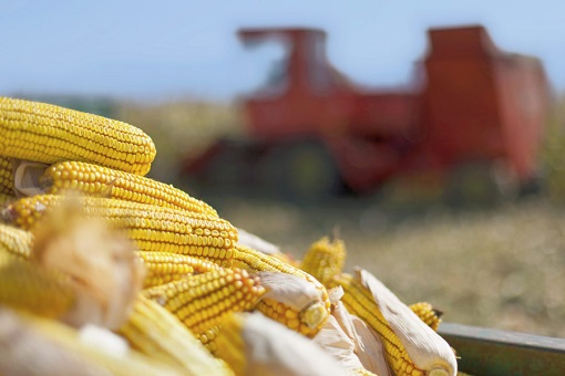 Russia Invasion Of Ukraine - Corn Export