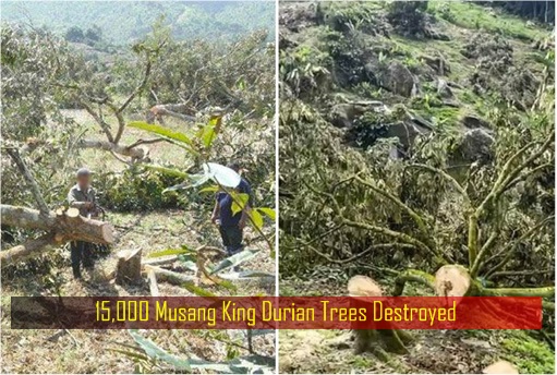 15,000 Musang King Durian Trees Destroyed