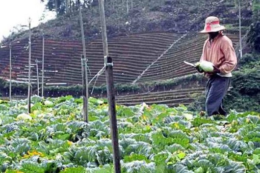 Cameron Highlands Farmer