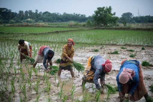 India Rice Farmers