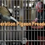 Operation Pigeon Freedom - How PM Sabri, Khairy, Hamzah Spent RM3.5 Million On Najib's Prison Cell Renovation & Other Privileges