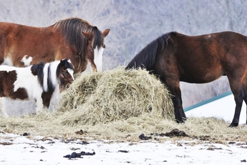 Europe Energy Crisis - Horse Dung To Heat Home During Winter
