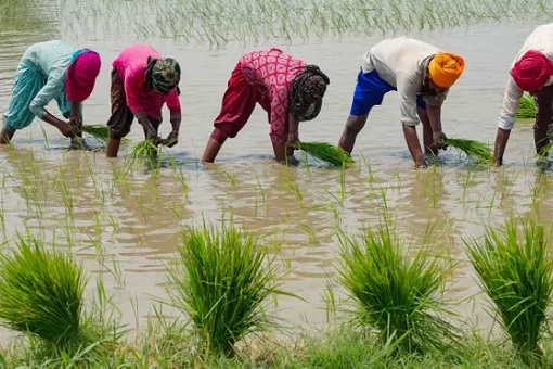 India Rice Farmers - Planting