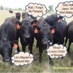 It's A Cow ... It's A Condo ... It's Criminal Breach Of ...