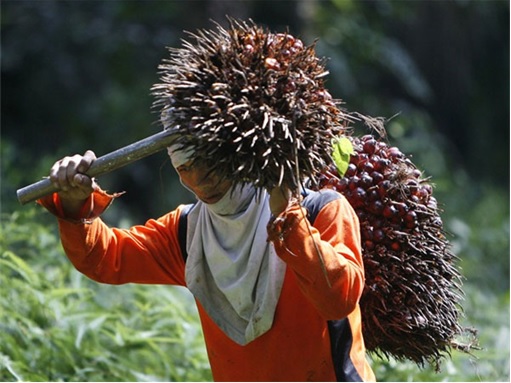Felda Palm Oil Workers