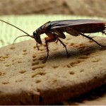 Don't Look Down On Cockroaches - They Have Personality