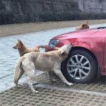 You Kicked Me, I Chewed Your VW Jetta - A Dog's Sweet Revenge