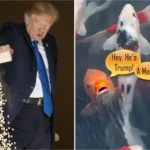 Forget Kim's Missiles - Trump's Fish Feeding Stunt Sends Netizens Ballistic