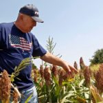 China Slapped 178.6% Tax On U.S. Sorghum Effective Today, And American Farmers Are Jumping